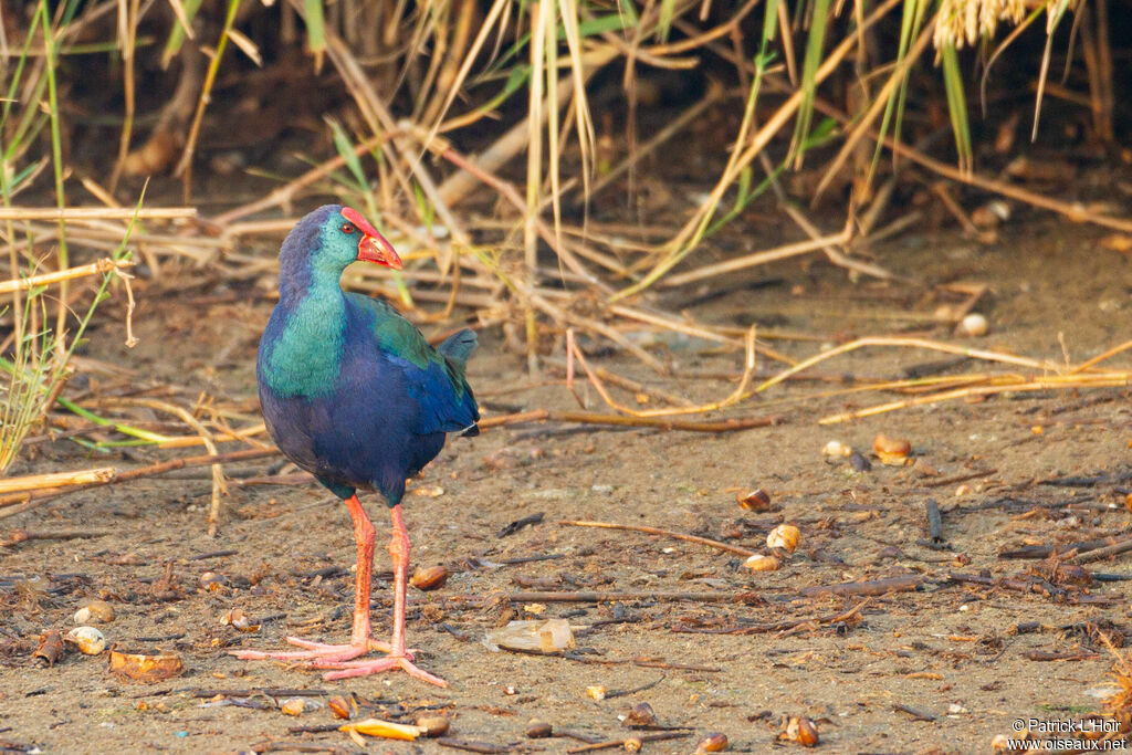 African Swamphen