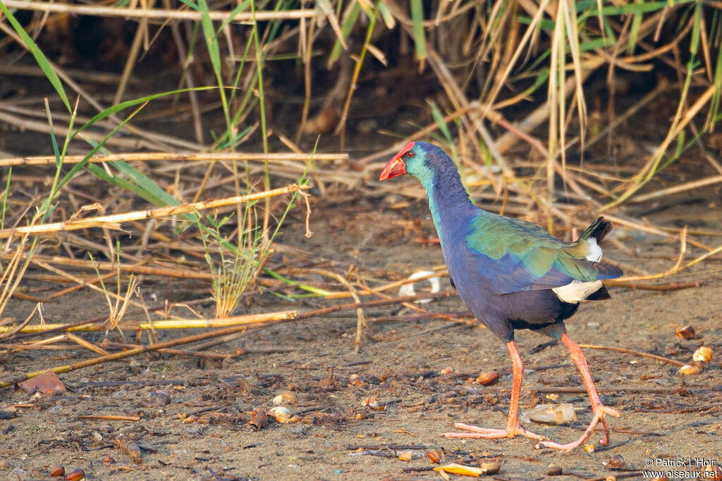 African Swamphen