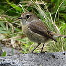 Tarier de la Réunion