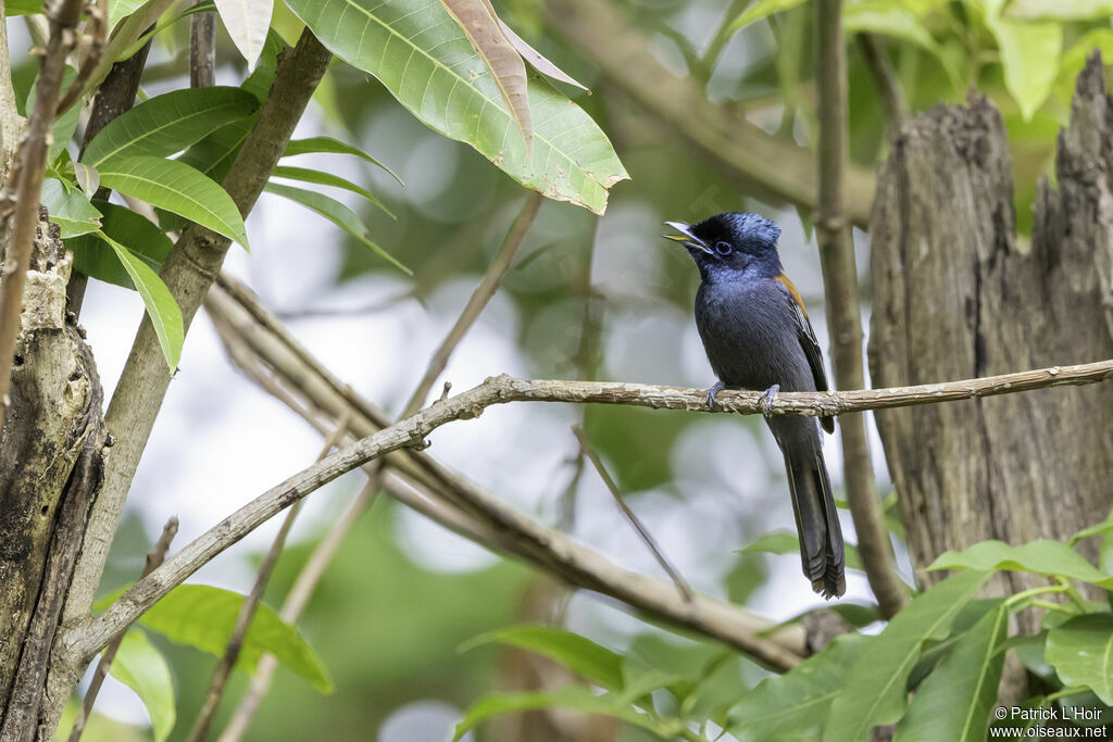 African Paradise Flycatcher female adult