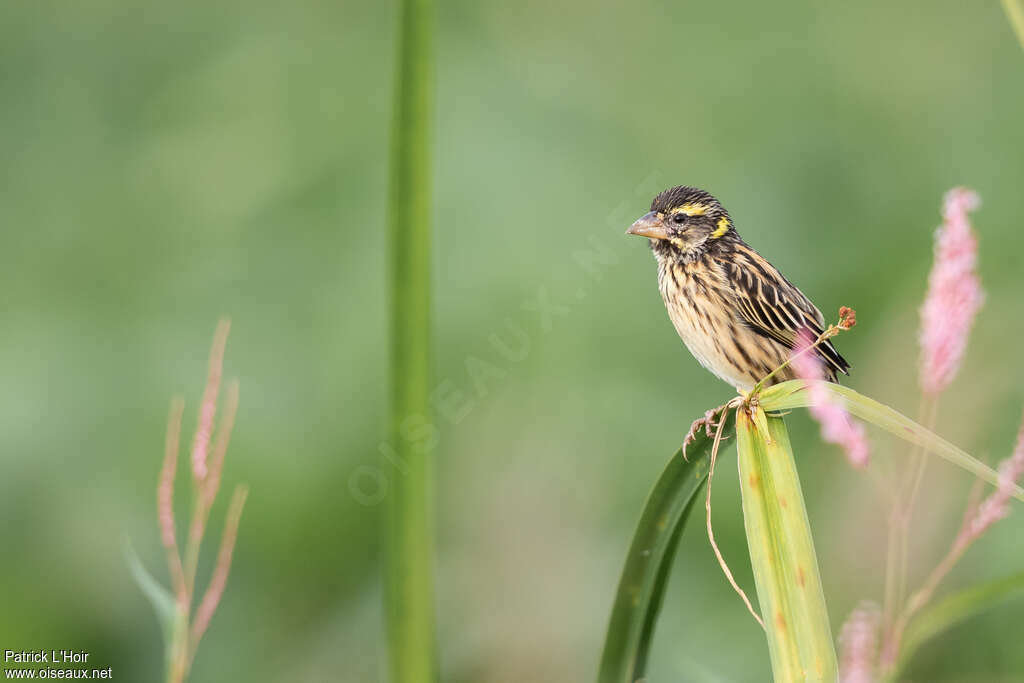 Streaked Weaver male adult post breeding, identification
