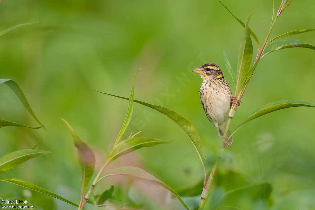 Streaked Weaver female adult post breeding, identification