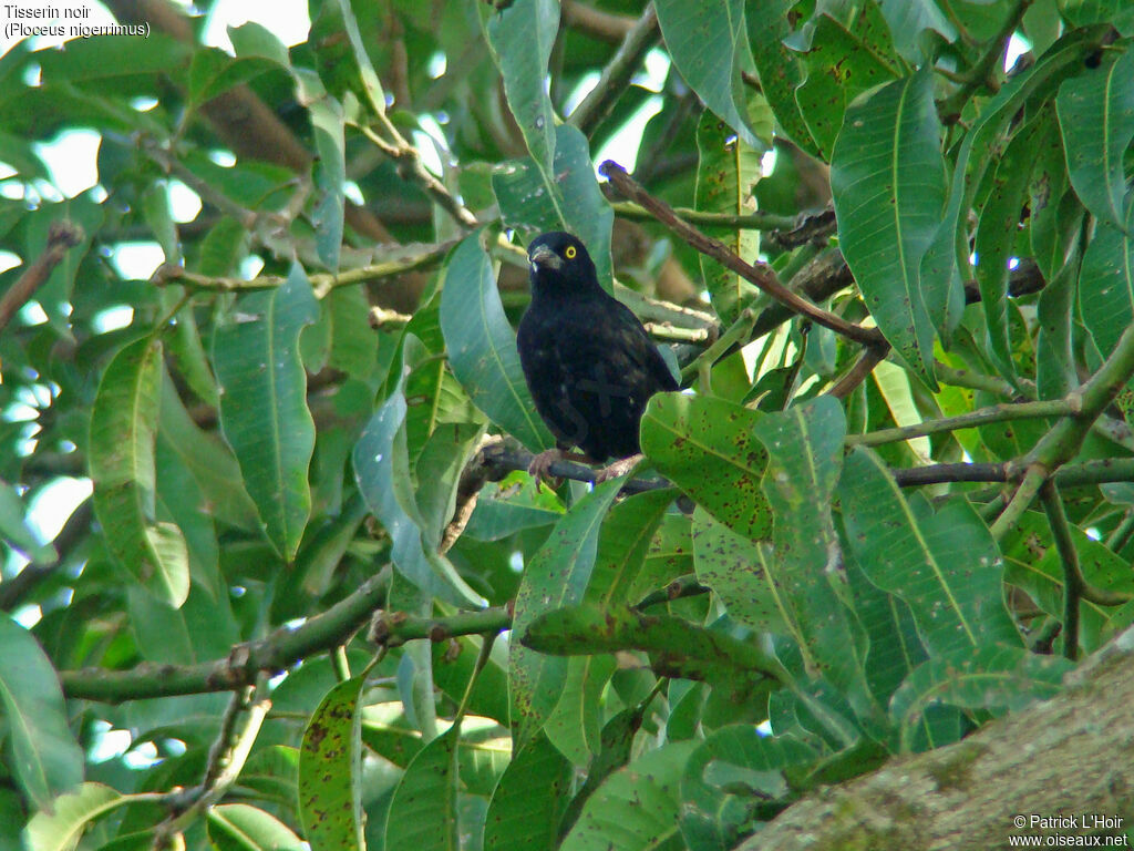 Tisserin noir