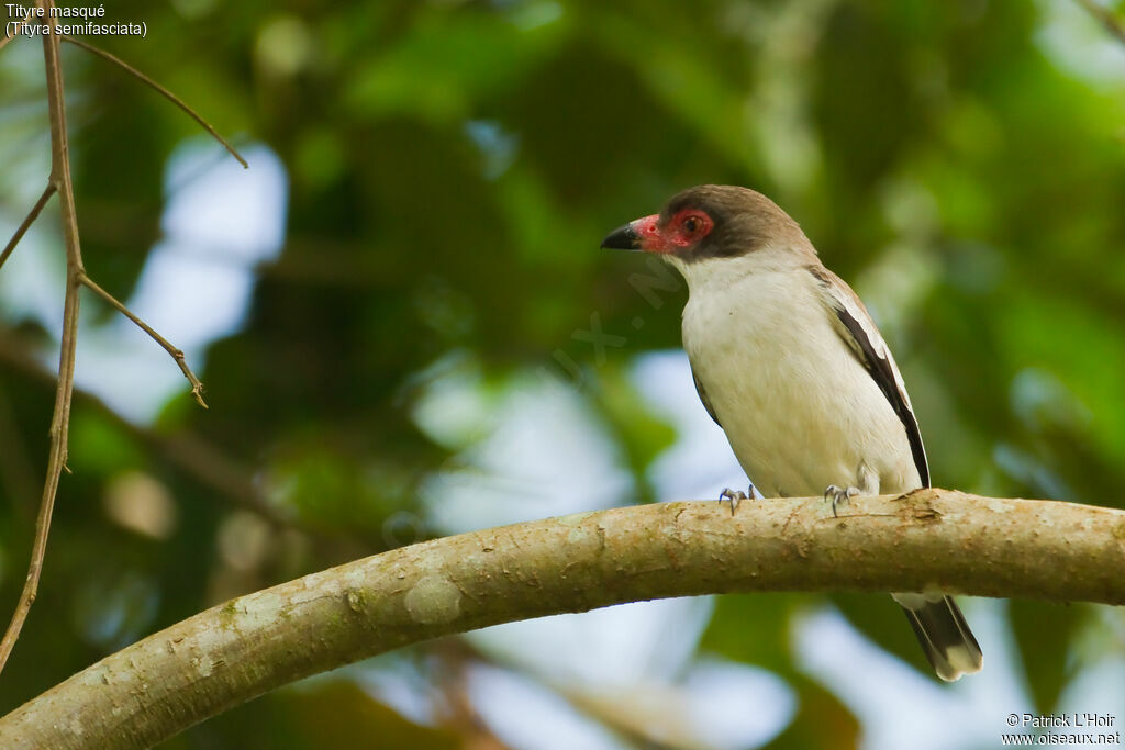 Masked Tityra female adult