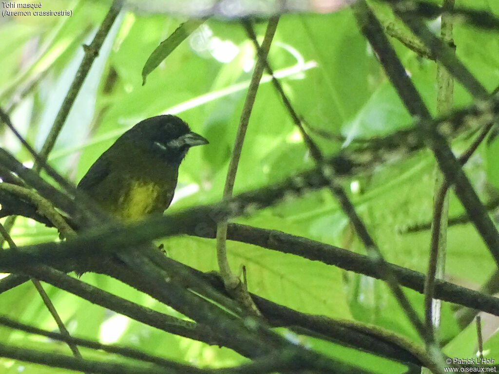 Sooty-faced Finch