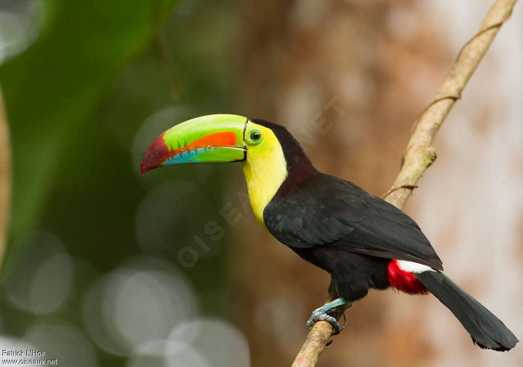 Keel-billed Toucanadult, identification