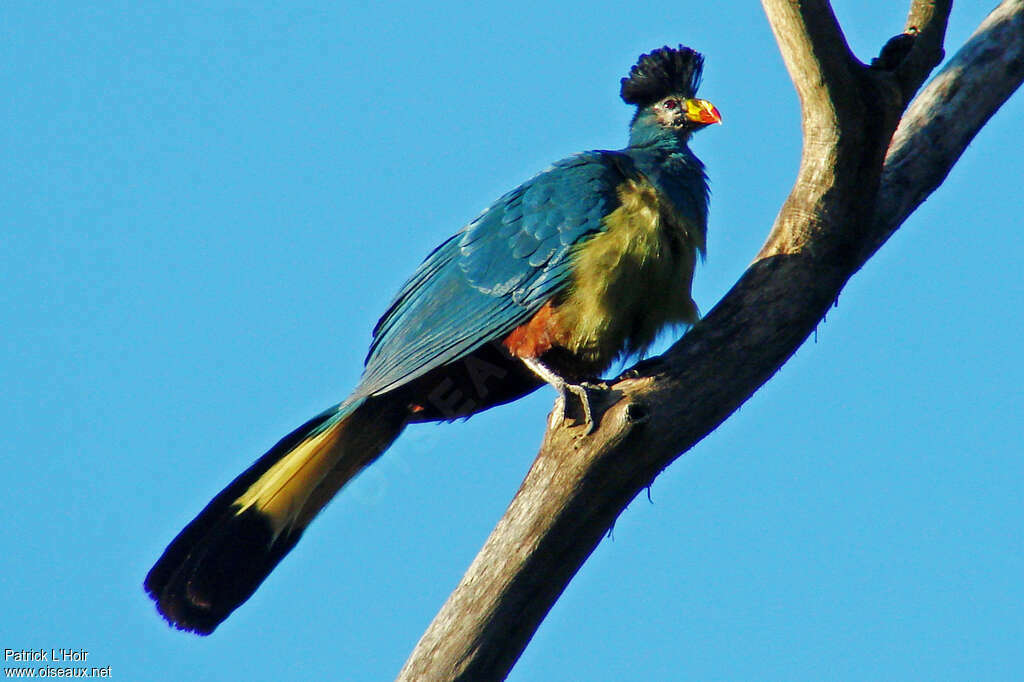 Touraco géantadulte, identification