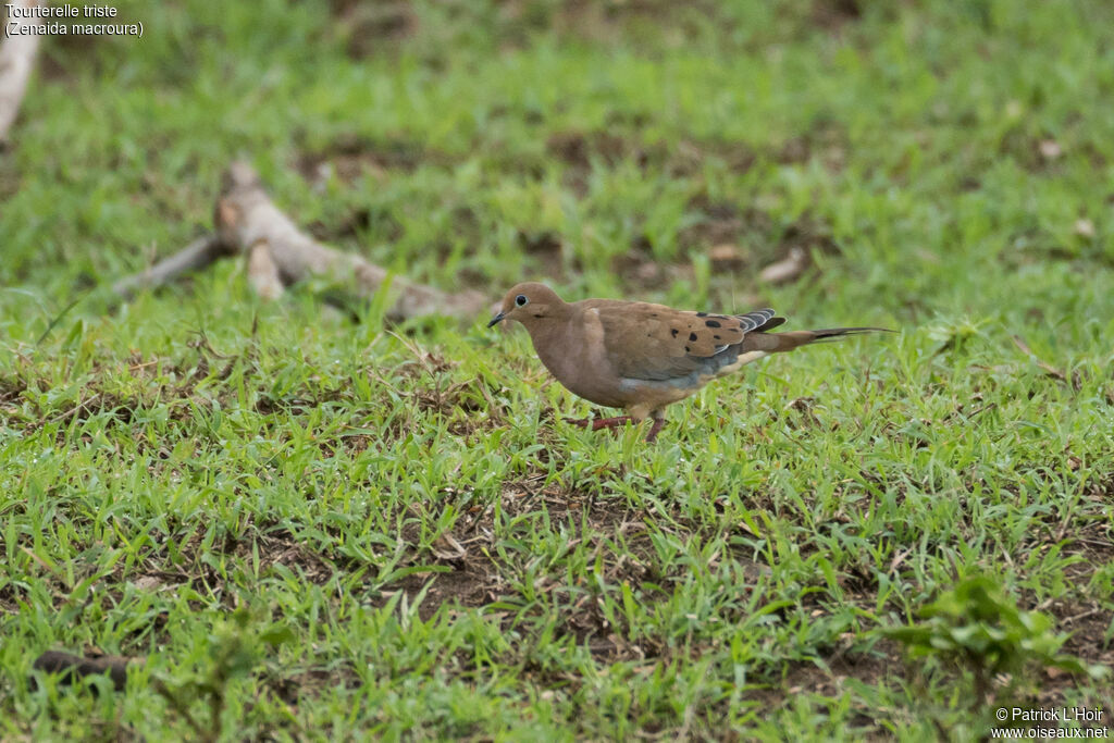 Mourning Dove
