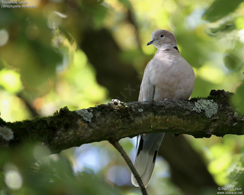 Eurasian Collared Dove