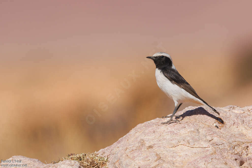 Maghreb Wheatear male adult