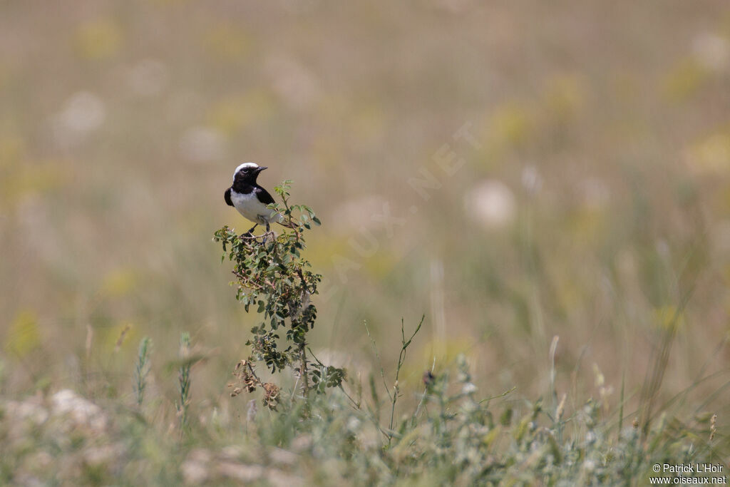 Pied Wheatear male adult