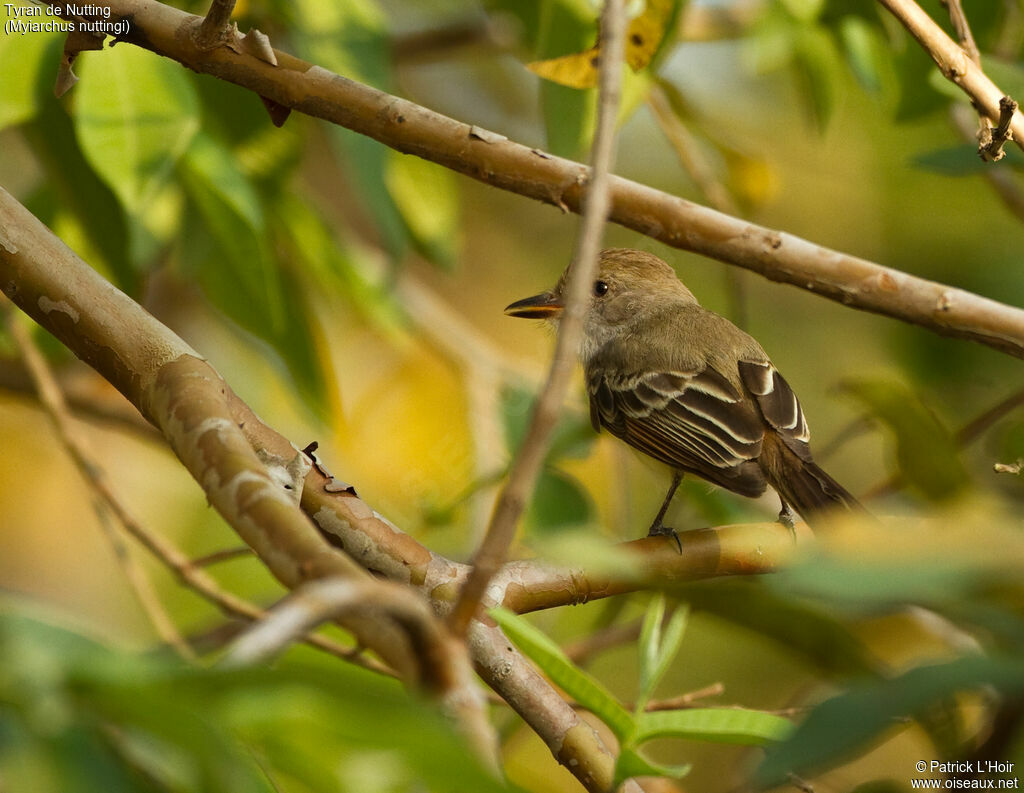 Nutting's Flycatcher