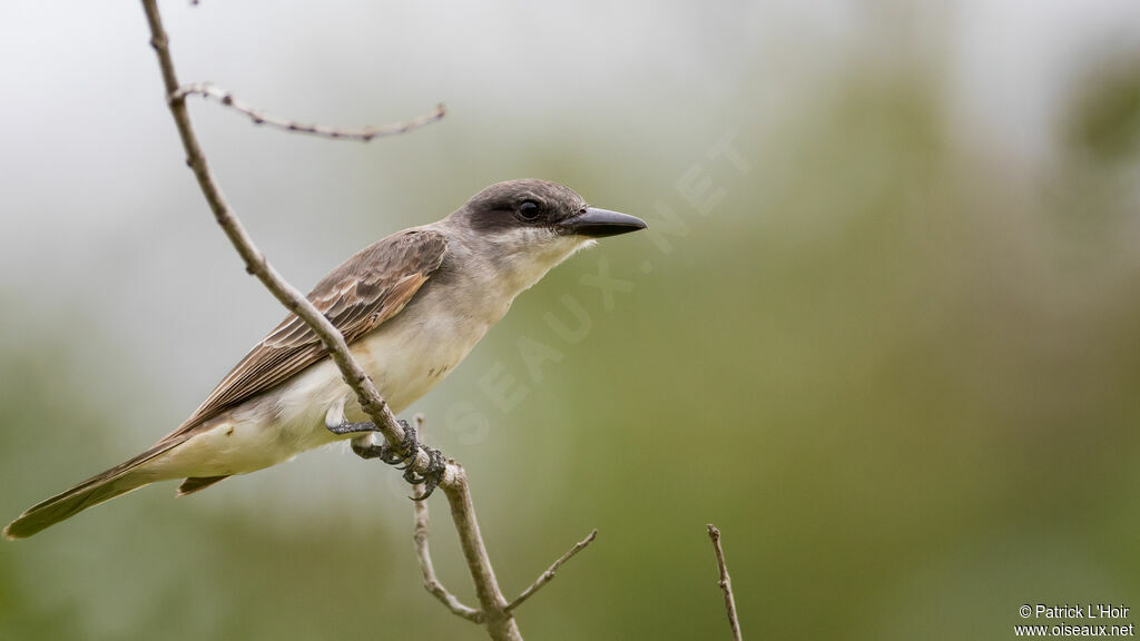 Grey Kingbird