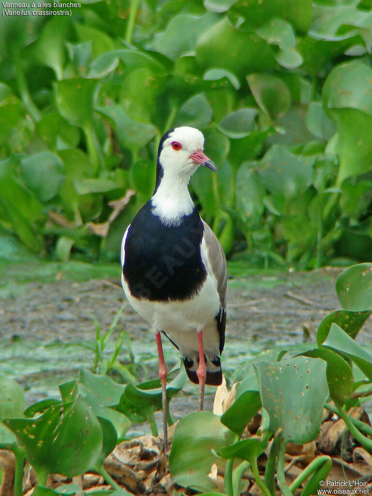 Long-toed Lapwing