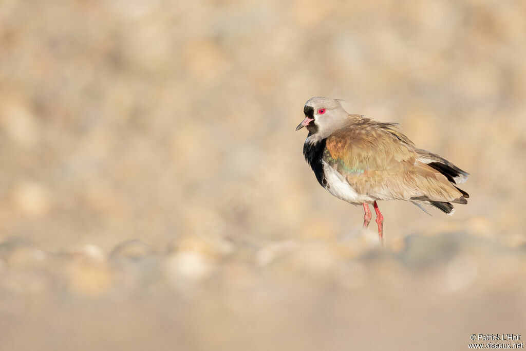Southern Lapwing