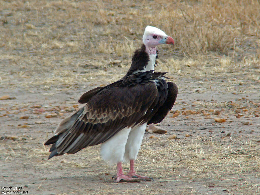 Vautour à tête blanche mâle adulte, identification