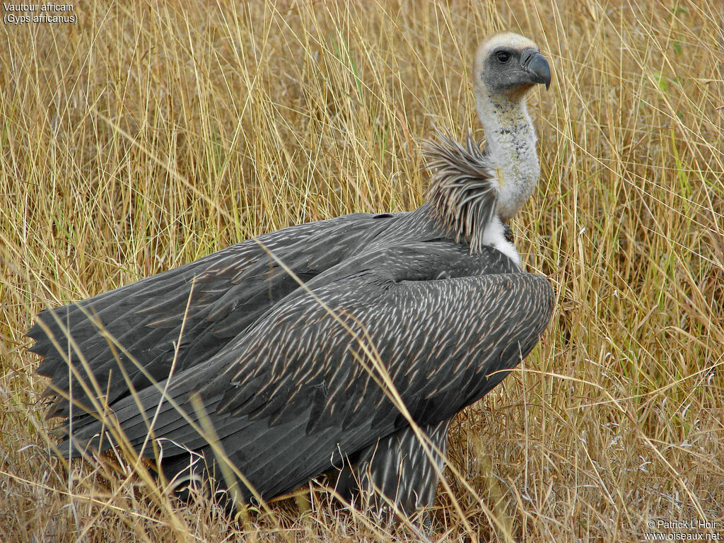White-backed Vulture