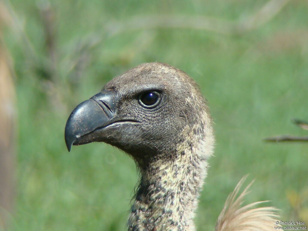 Rüppell's Vulture