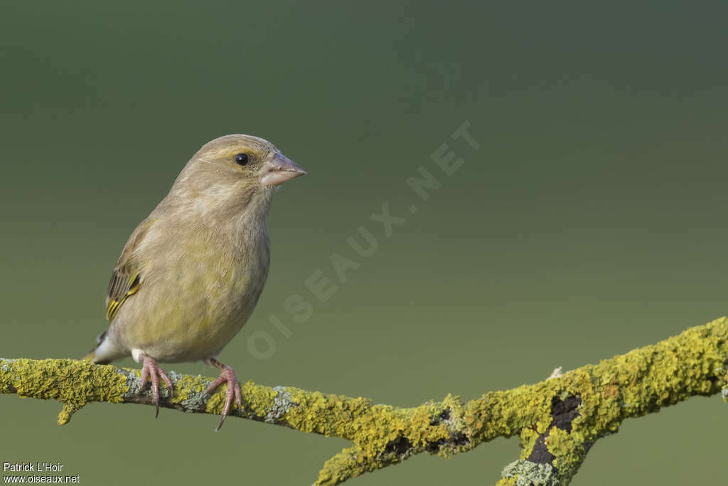 European Greenfinch female adult post breeding, identification