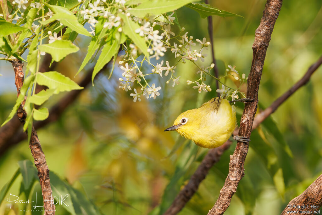 Zostérops jaune