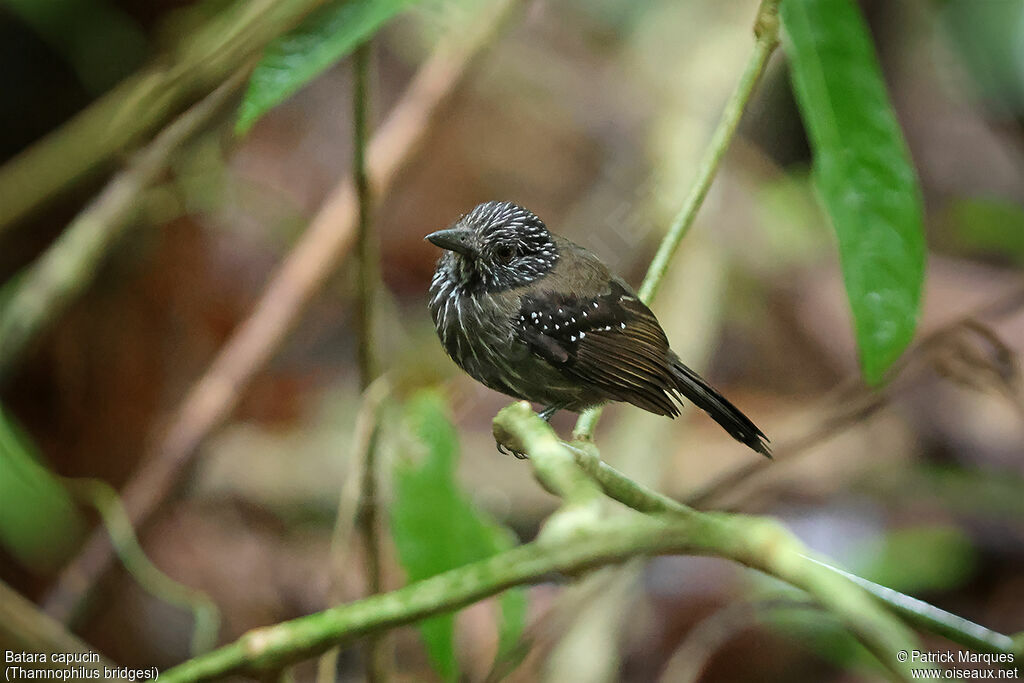 Batara capucin femelle adulte, identification
