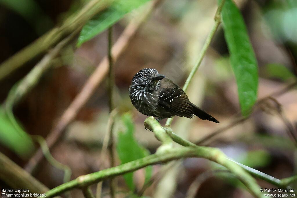 Batara capucin femelle adulte, identification