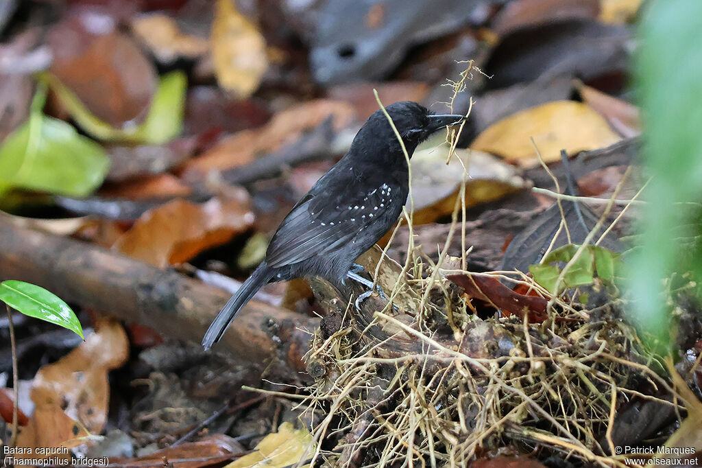 Batara capucin mâle adulte, identification