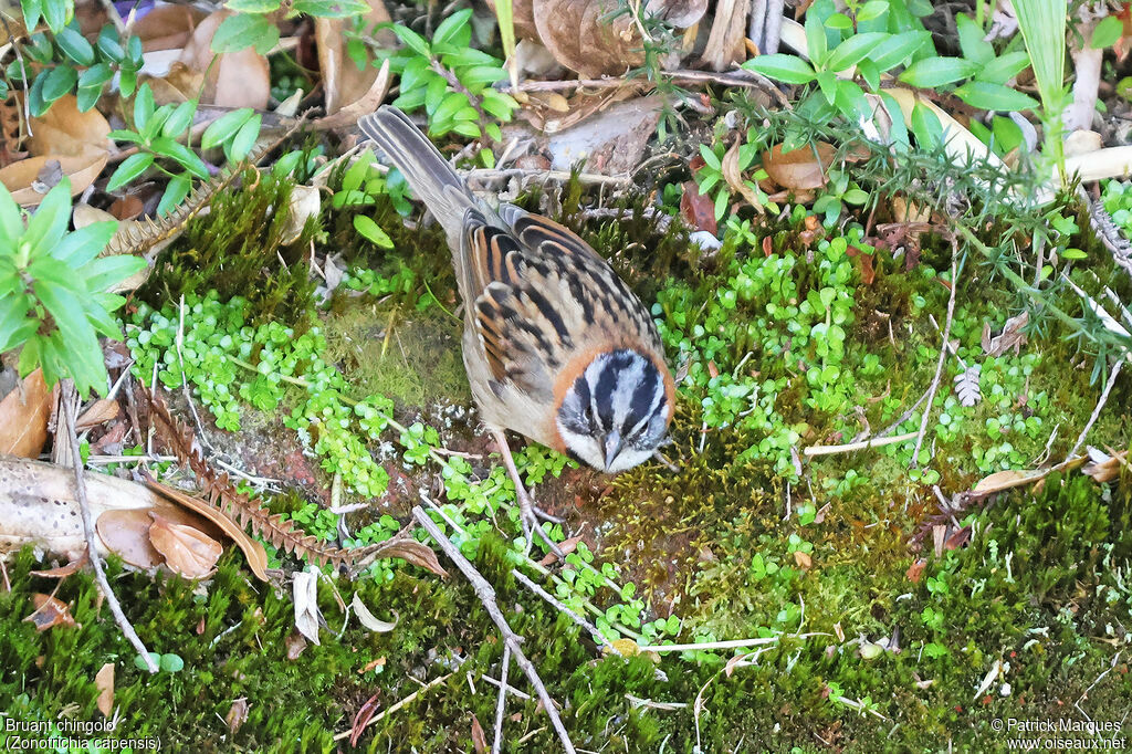 Bruant chingolo mâle adulte, identification