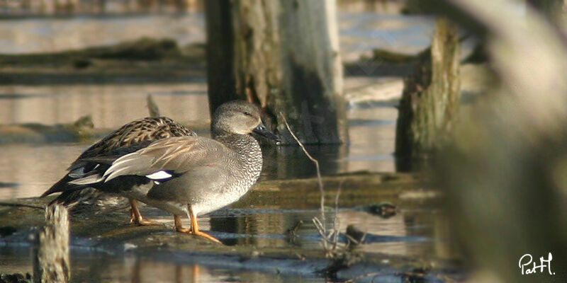 Canard chipeau adulte, identification