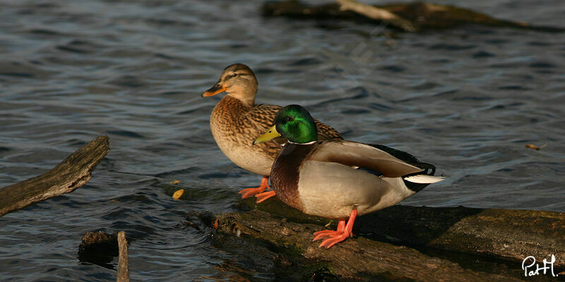 Canard colvert adulte, identification