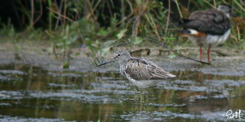 Common Greenshank, identification