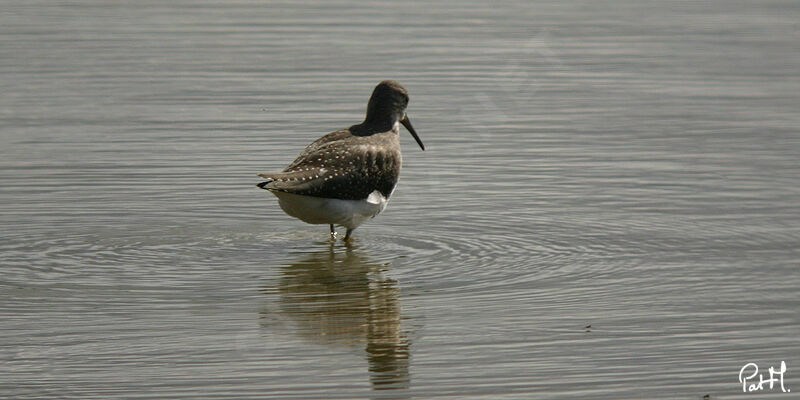 Green Sandpiper, identification, Behaviour