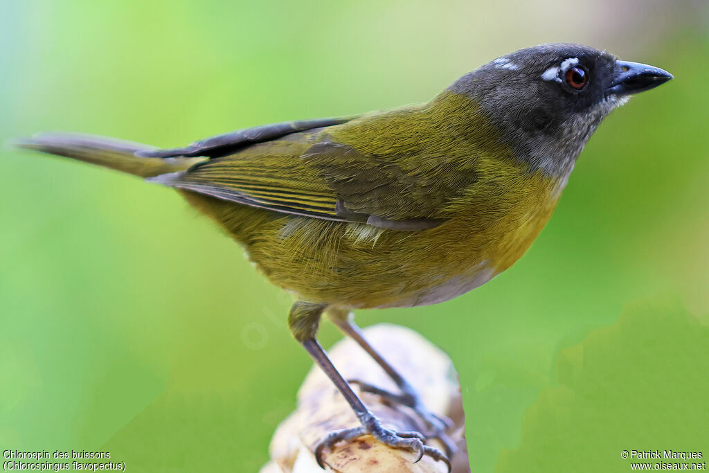 Chlorospin des buissons mâle adulte, identification