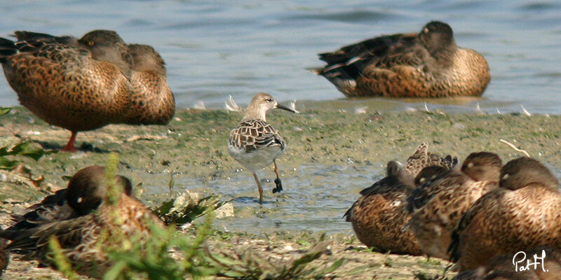 Combattant variéadulte internuptial, identification