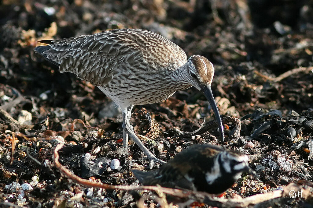 Courlis corlieu, identification, régime, Comportement