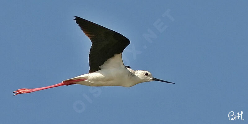 Black-winged Stiltadult, Flight