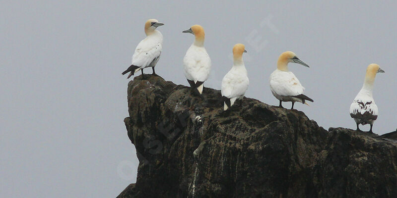 Northern Gannet, identification, Behaviour