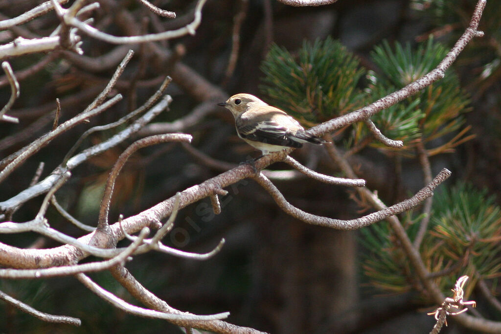 European Pied Flycatcher female adult, identification