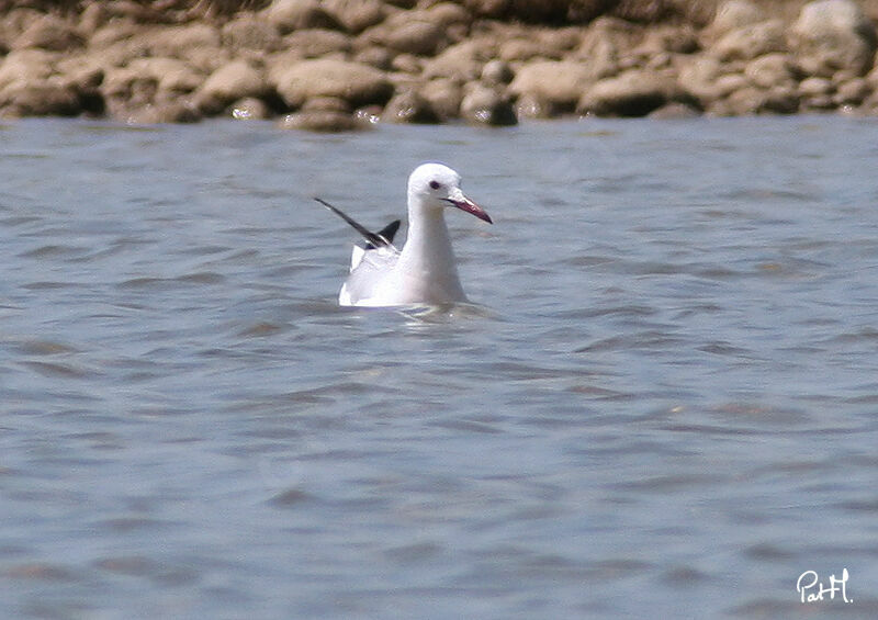 Goéland railleur, identification