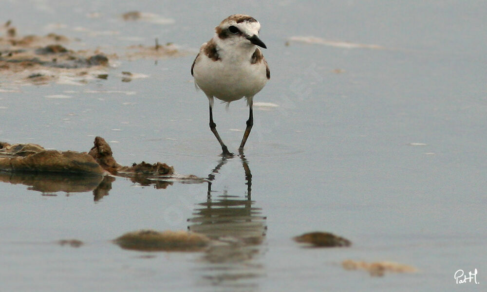 Kentish Plover