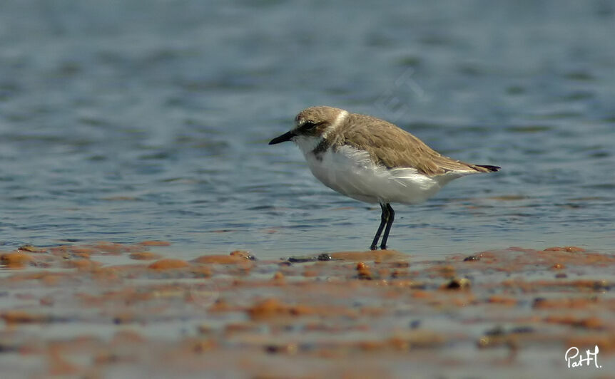 Kentish Plover female, identification