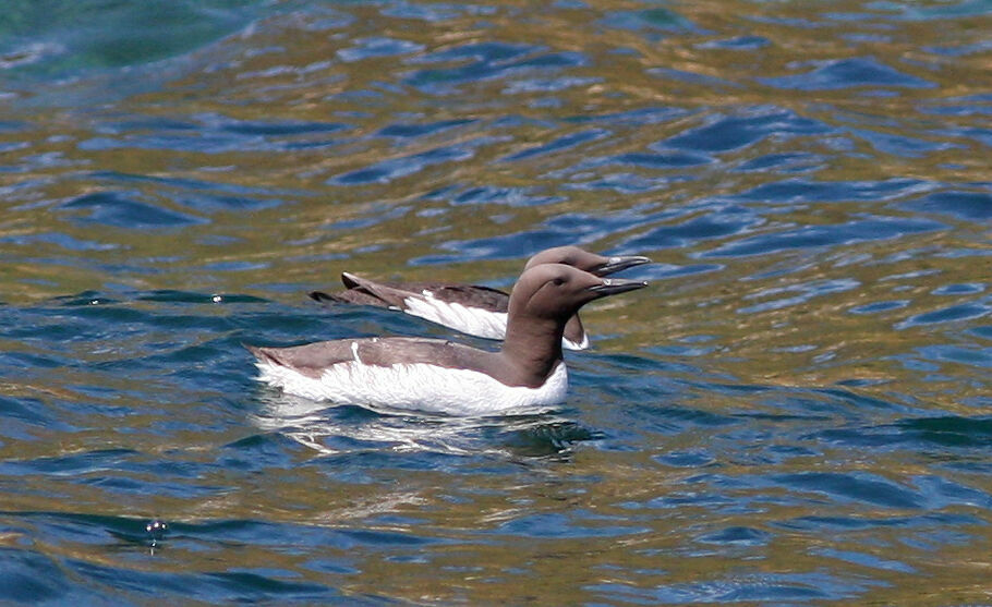 Guillemot de Troïl