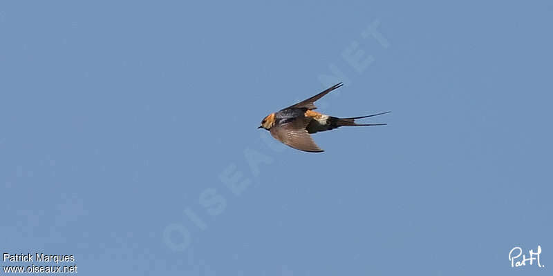 European Red-rumped Swallowadult, Flight