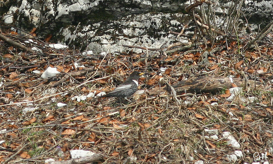 Merle à plastronadulte, identification