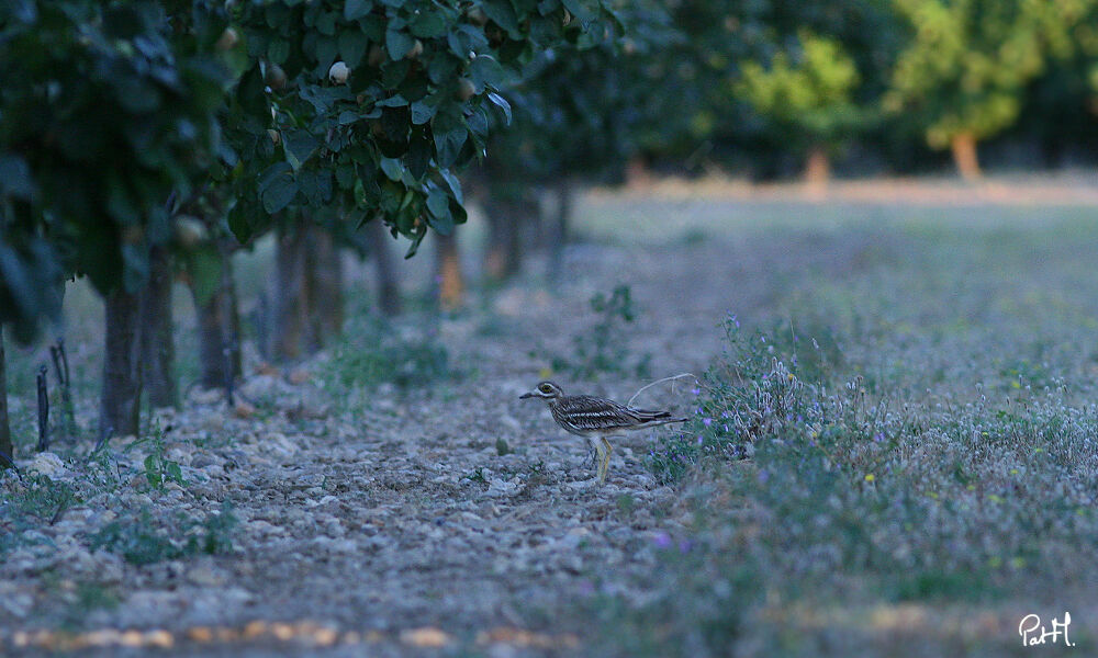 Eurasian Stone-curlew