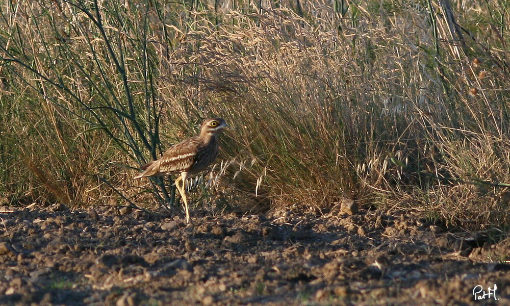 Eurasian Stone-curlew