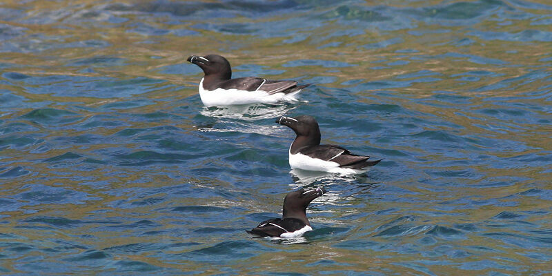 Pingouin torda
