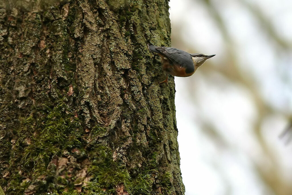 Sittelle torchepot, identification