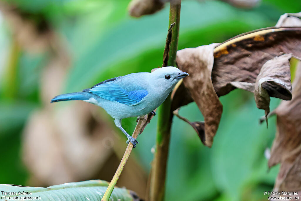 Tangara évêqueadulte, identification