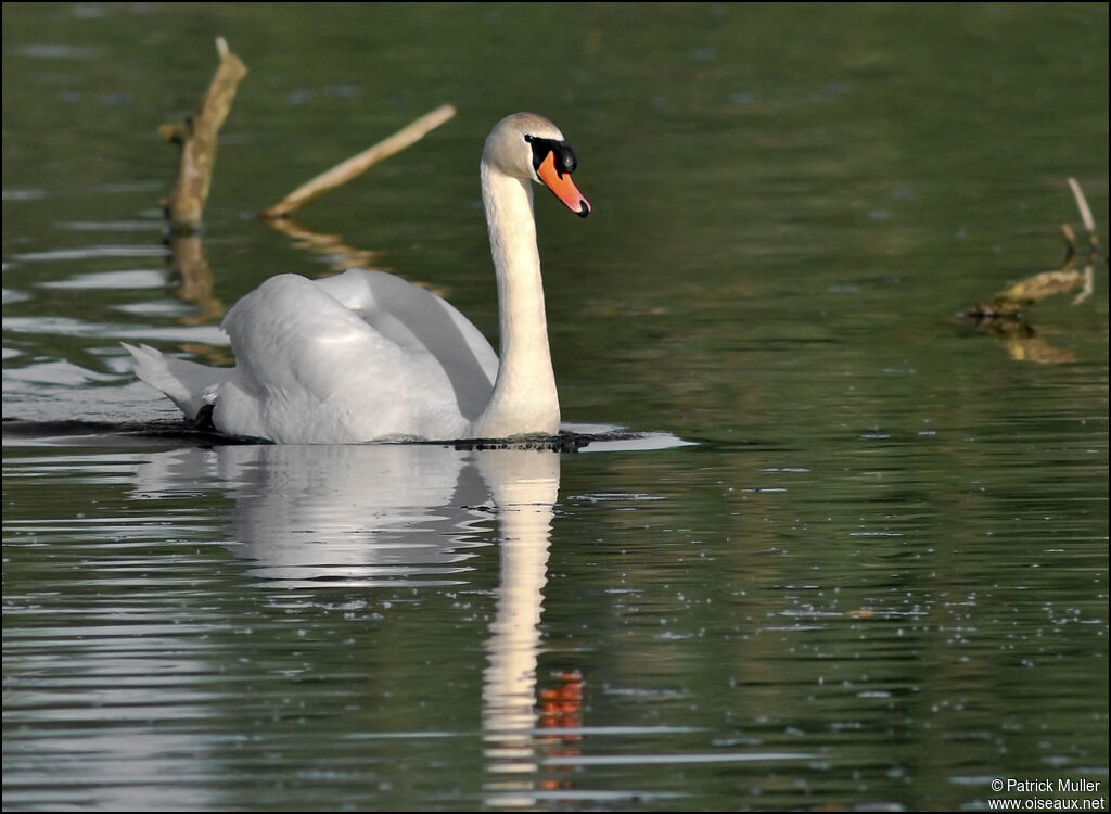 Cygne tuberculé